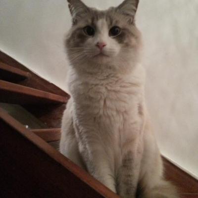 animaux que j'ai côtoyés