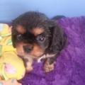 20160619_154712 chiot