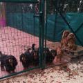 cavalier king