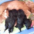 chiot cavalier king