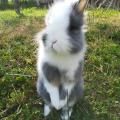 Lapin
