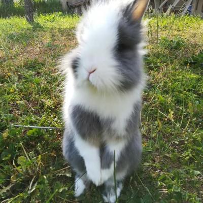 Mon lapin